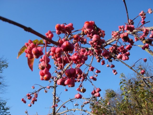 Euonymus europaeus 'Red Cascade' P1B (2)